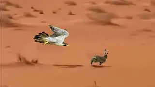 The incredible speed of the falcon during hunting