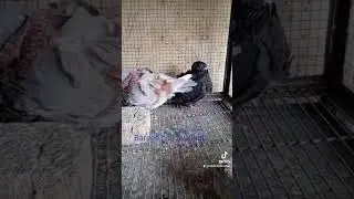 #pigeon ,, Chinioll bareed pair available,, Whatsapp 034322077770