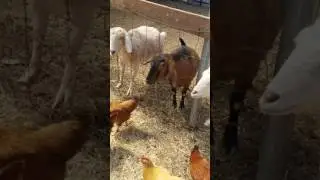 Feeding the goats and chickens @ Pezza Farm 🐐🐥🐓