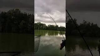 Landing the 40 plus 2 #carpfishing #fishing #monster #lake #fish #life #fox #pond #bigfish #wellness