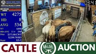 Central Arkansas Cattle Auction LIVE | Pruitt’s Mid-State Stockyards | Feb 2, 2026