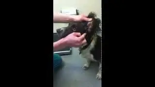 387 Vets - How to give a dog ear drops