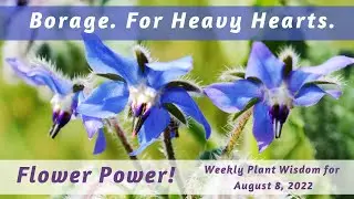 Borage Flower Power