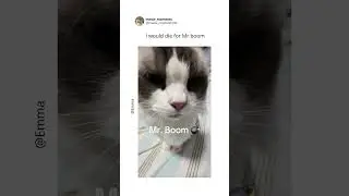 Just a normal day with Mr. Boom 💥 #cat #funnycats