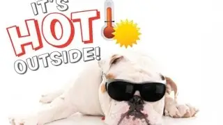 Tips For Dog Owner: Tips For Dogs In Warm Weather. Care your dog.