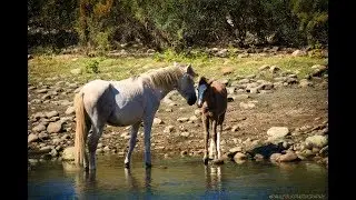 Salt River Wild Horses in the River Eating Fall 2017 Horse Video Tonto National Forest