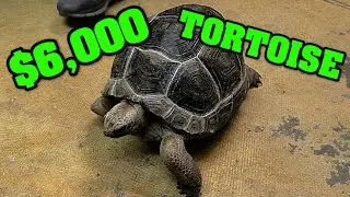 ДОРОГИЕ черепахи! плюс, большие и маленькие, мы показываем их всех!!