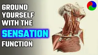 The BEST way to develop your Sensation (Si) function!