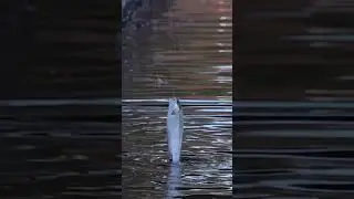 An angler got a trout in Sunset park,Las Vegas