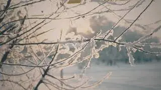 Winter Pruning Services | Green Sphere Lawn