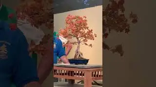 PSBA bonsai live auction 2021, Item 35: Root Over Rock Trident Maple