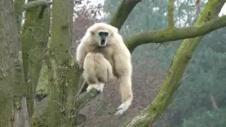Gibbon heeft het naar zijn zin in de Beekse Bergen