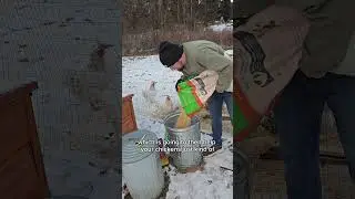 Feed Your Chickens This During The Winter