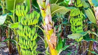 Everything You Need to Know About Lebanese Bananas 🍌