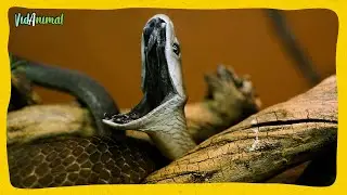 LA MAMBA NEGRA: La serpiente mas mort&iacute;fera de la tierra
