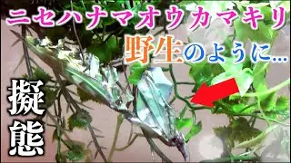 【感動】ニセハナマオウのカマキリウム作ってみた！(Idolomantis Diabolica - Devil Flower Mantis)