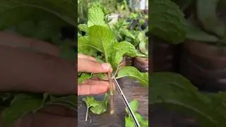 Tips and Tricks for Growing Mint | How to Grow and Harvest Mint #shorts #gardening #mint