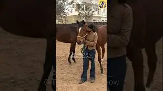 ਕਰਮਾਂ ਵਾਲਿਆਂ ਦੇ ਘਰ ਹੀ ਘੋੜੇ ਹੁੰਦੇ ਨੇ ! #horseriding #horsegirl #horselove #horses