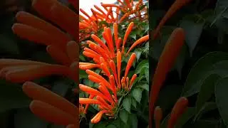 Firecracker VinePyrostegia venusta｜ 炮仗花10 Seconds of Relentless Bloom &ldquo;当数量本身成为震撼。&rdquo;