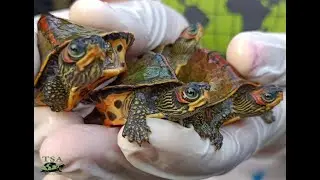 #Indian Roof Turtle (part 2) 🐢💖🎉🦢🎁