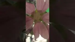 #shorts жара огірки