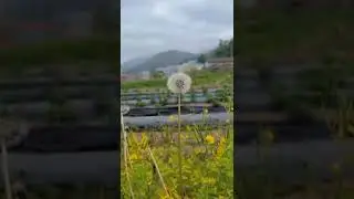 Pleasant walk in Korea 🇰🇷