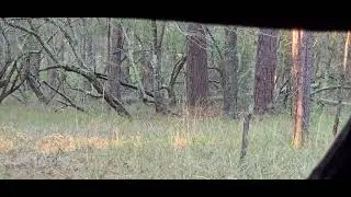 @OMDO_OUTDOORS   Dogs Running 7 Deer. No go for my bow this time.First buck at 4 min16sec #hunting 