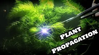 Роголистник (Ceratophyllum demersum) – выносливое растение для начинающих/разведения живородящих ...