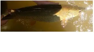 PIEDMONT LAKE OHIO MUSKY JUNE 2024!!!!