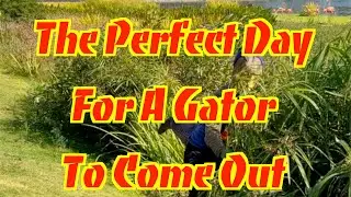 Perfect Day for a Gator to come out