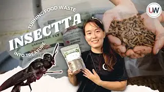 Insectta: Turning Food Waste into Treasure