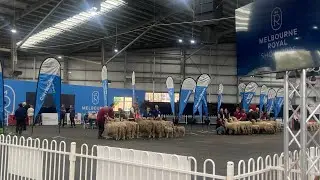 Sheep Judging