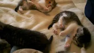 子猫がトイレを覚えたょ