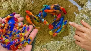 Betta Fishing Techniques &ndash; Catching Rare Colors of Betta Fish that Unbelievable 