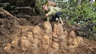 Harvesting taro roots and taking them to the market to sell with my daughter | Lý Tiểu Vy