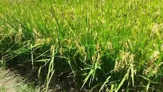 20240709 八張犁 稻穗成熟時 121610