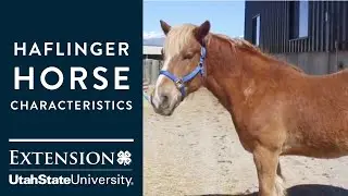 Haflinger Horse Characteristics