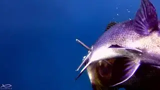 Eşkina Avları - подводная охота на горбыль в Стамбуле - Spearfishing Brown Meagres