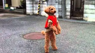 Walking & Jumping Toy Poodle with his Mother (トイプードル・母と散歩)