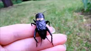Field cricket (Gryllus campestris) on my hand