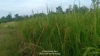 [Relaxing] Rice Field View, Relaxing with nature and music