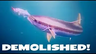 KINGFISH Swallows Live Tailor At WALLY'S WHARF!