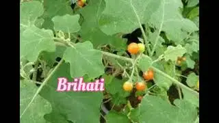 Laghu panchmula / Gokshur /Brihati/Kantakari / shalparni / Prishparni