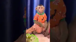 Monkey loves calm moments in human world full of love ���� #JoyfulSoul #MonkeyHome