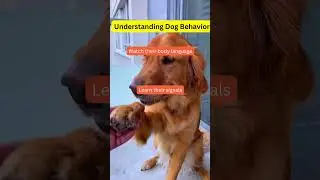 Understanding Dog Behavior