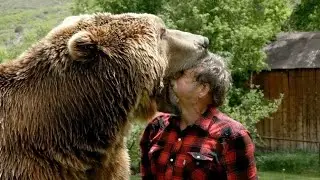 Top 10 Powerful And Strongest Animal Bites | The Pets Universe