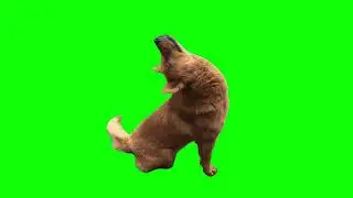 Dog snoring Meme Green Screen
