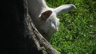 Funny animals
