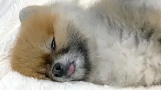 Sleeping Dog Seems To Be Possessed