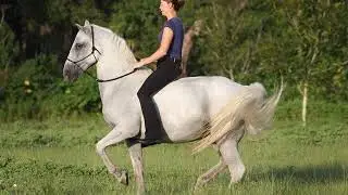 563: Karen Rohlf LC - Combining Classical Dressage and Natural Horsemanship to Produce 'Dressage...